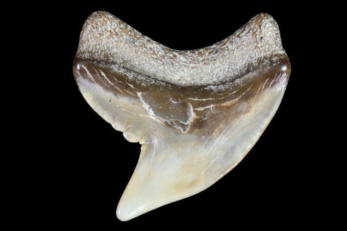 Colorful Fossil Tiger Shark (Galeocerdo) Tooth - Virginia #71153